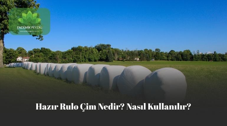 hazır rulo çim