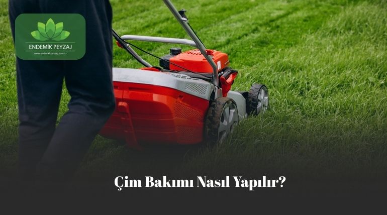 Çim bakımı nasıl yapılır
