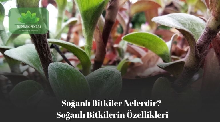 soğanlı bitkiler nelerdir