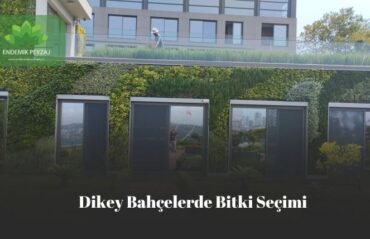 Dikey Bahçelerde Bitki Seçimi