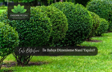 Çalı Bitkileri