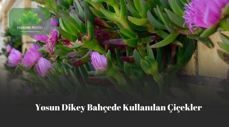 Yapay Dikey Bahçede Kullanılan Çiçekler