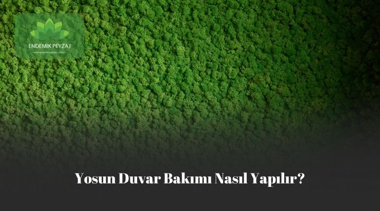 Yosun duvar bakımı nasıl yapılır