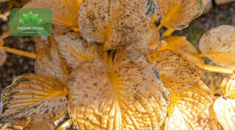 bitkilerde yaprak sararması nedenleri