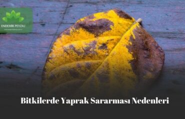 bitkilerde yaprak sararması nedenleri