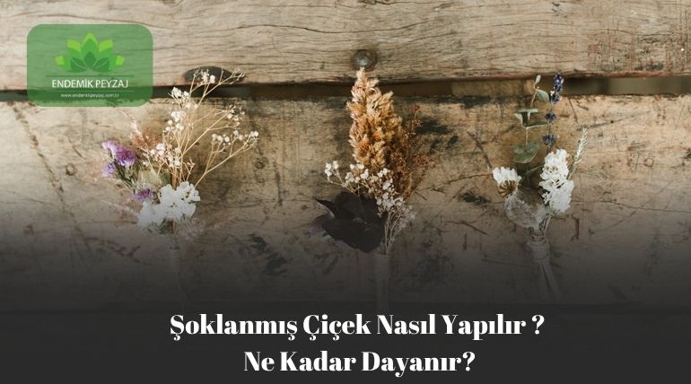 Şoklanmış Çiçek Nasıl Yapılır