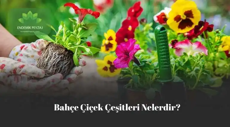 Bahçe Çiçek Çeşitleri