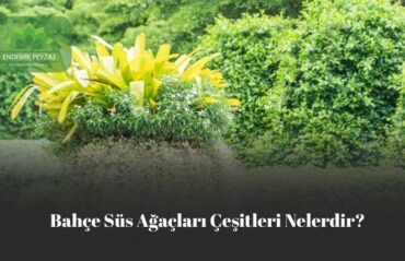 Bahçe Süs Ağaçları