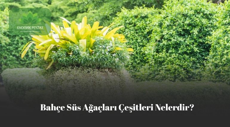 Bahçe Süs Ağaçları