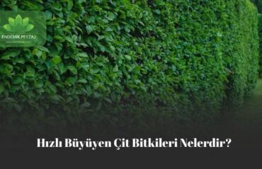 hızlı büyüyen çit bitkileri