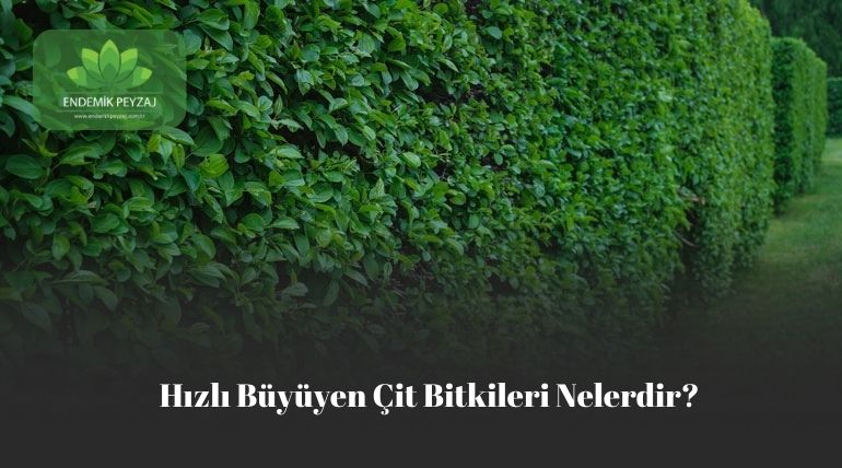 hızlı büyüyen çit bitkileri