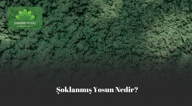 şoklanmış yosun nedir