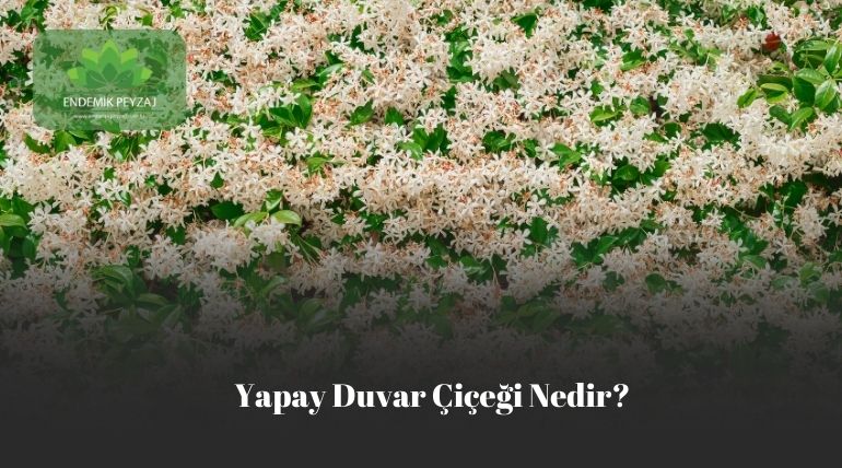 yapay duvar çiçeği
