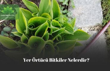 yer örtücü bitkiler nelerdir