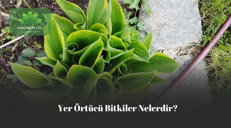 yer örtücü bitkiler nelerdir