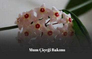 mum çiçeği bakımı
