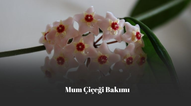 mum çiçeği bakımı