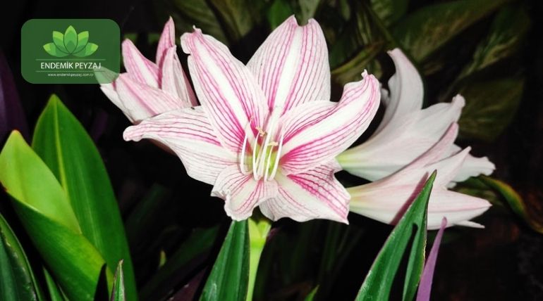 starliçe çiçeği bakımı