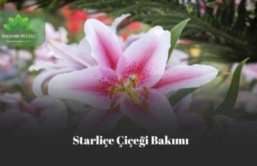 starliçe çiçeği bakımı