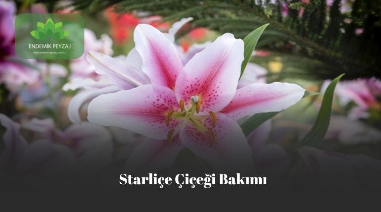 starliçe çiçeği bakımı