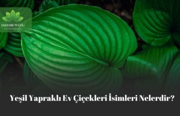 yeşil yapraklı e çiçekleri isimleri