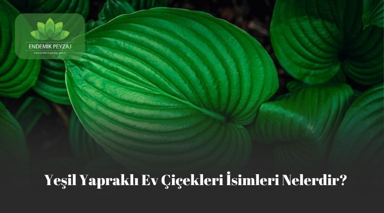 yeşil yapraklı e çiçekleri isimleri