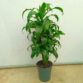 Dracaena Dorado