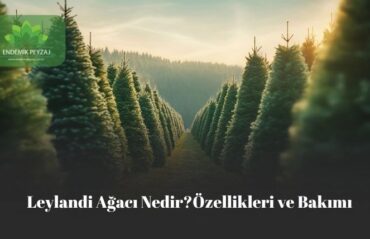 leylandi agaci nedir