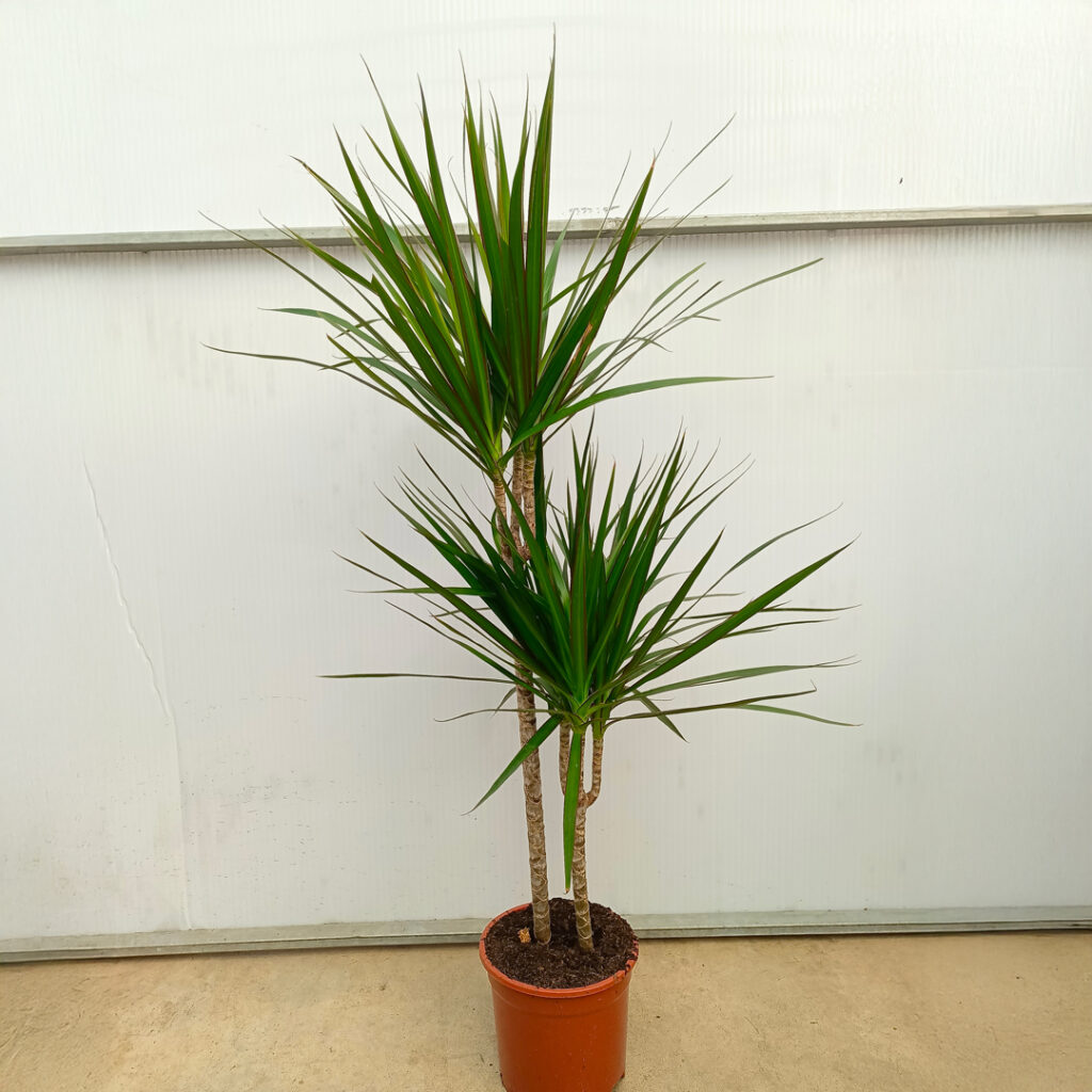 Madagaskar Dragon Ağacı