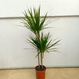 Madagaskar Dragon Ağacı