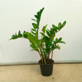 Zamia Bitkisi