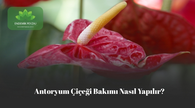 antoryum çiçeği bakımı