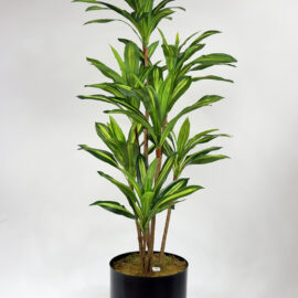 Yapay dracena