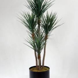 Yucca 3 Govde