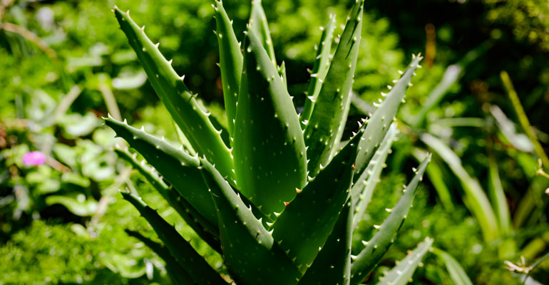 Aloe vera bakımı ve çoğaltılması