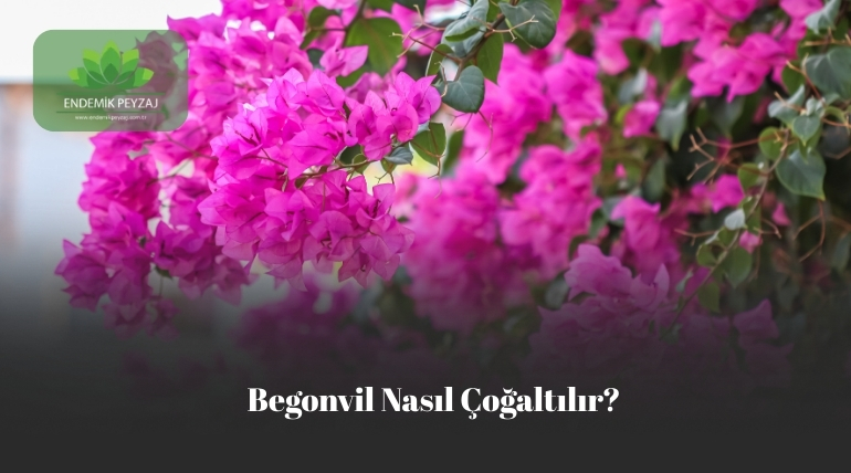 Begonvil nasıl çoğaltılır
