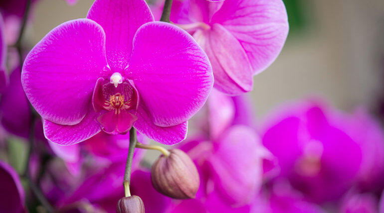Orkide bakımı püf noktaları