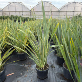 phormiyum tenax variegata