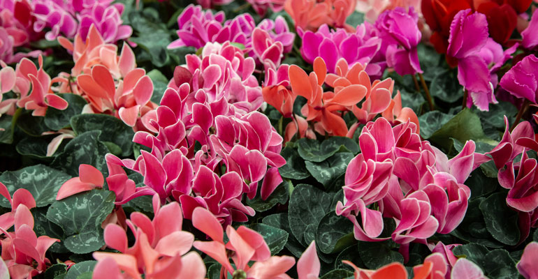 sıklamen çiçeği bakımı