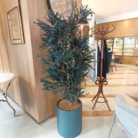 şoklanmış okaliptus model-3 180cm