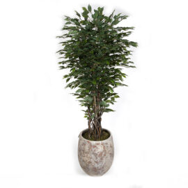 Yapay Benjamin Çiçeği Model-2 160 cm