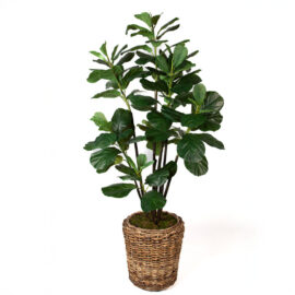 Yapay Keman Kauçuk Ağacı 180 cm