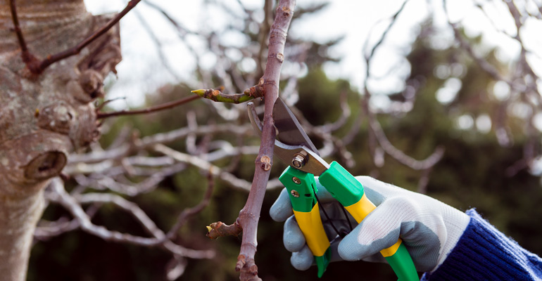 Ağaç budama zamanı