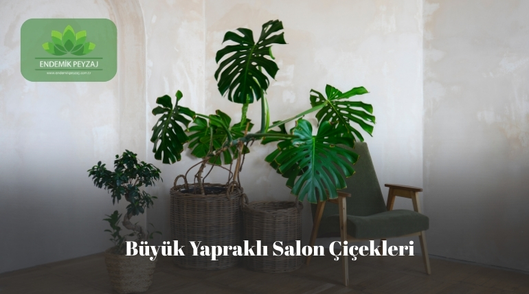 Büyük yapraklı salon çiçekleri