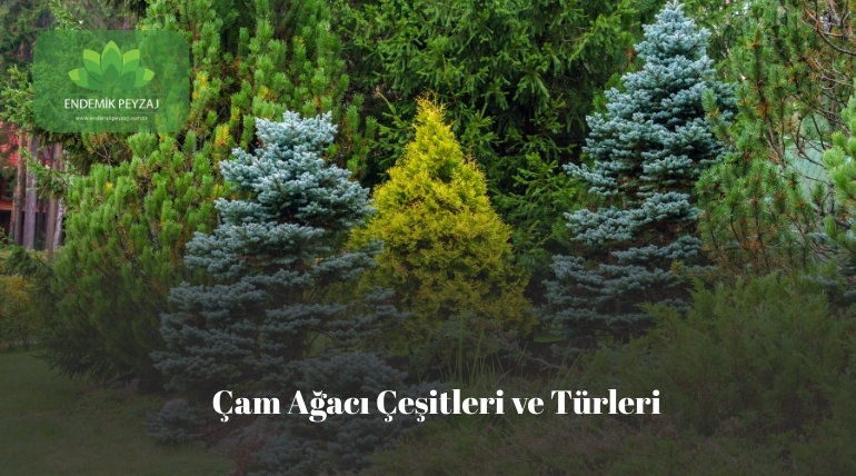 çam ağacı çeşitleri ve türleri