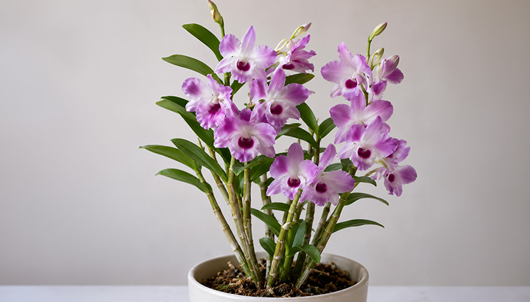dendrobium orkide