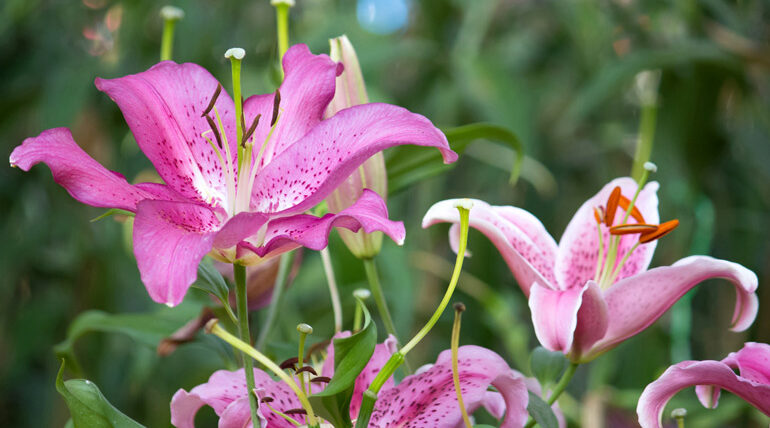 lilyum çiçeği bakımı nasıl yapılır