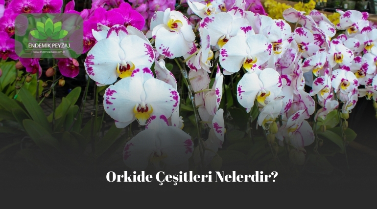 Orkide Çeşitleri Nelerdir