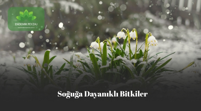 Soğuğa dayanıklı bitkiler