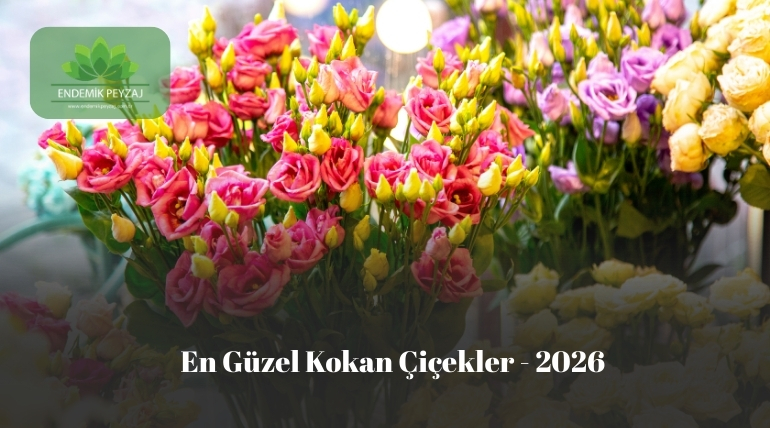 En Güzel Kokan Çiçekler 2026